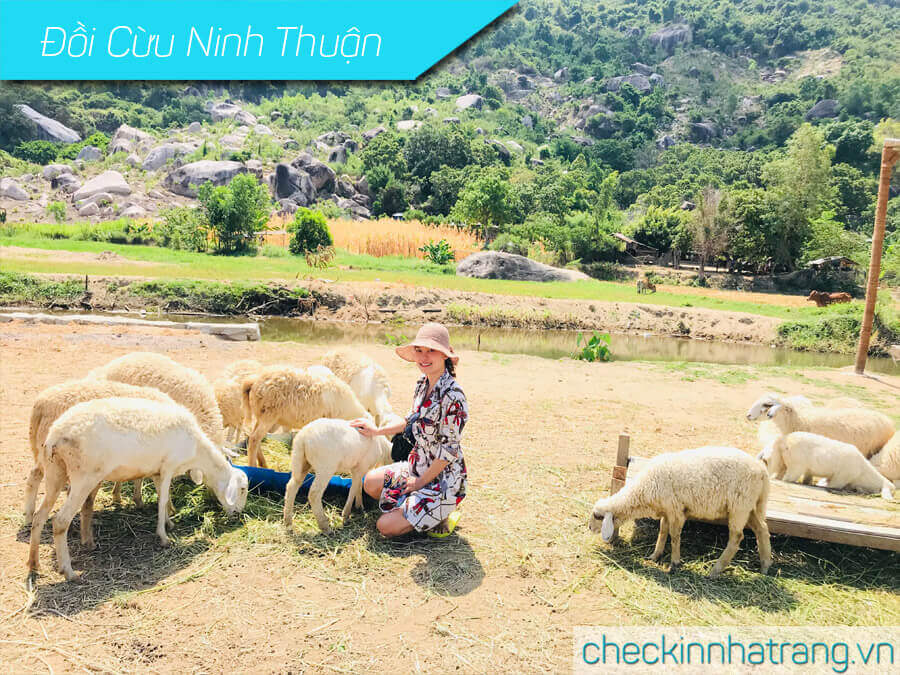 Đồi Cừu Ninh Thuận